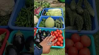 Harvesting fruits and vegetables from terrace garden #terracegardeningforbeginners #terracegardening