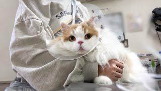 愛猫の様子がおかしいため仕事を休んで急遽病院へ行きました