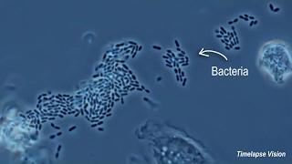 Immune Cells Eating Bacteria Phagocytosis