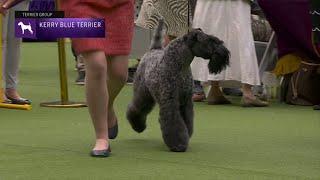 Kerry Blue Terriers  Breed Judging 2023