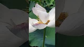 Japanese Lotus #lotusflower #lotus #shortvideo #exploringjapan #youtubeshorts