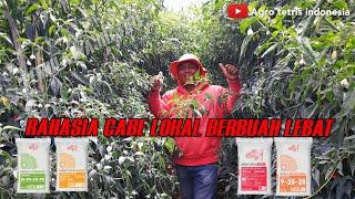 BUDIDAYA CABE MERAH LOKAL