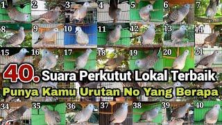 40 Perkutut lokal gacor Suara Berbeda Punya Kamu Termasuk Jenis Yang No Berapa Sobat