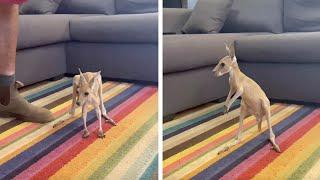 Rescued Baby Kangaroo Takes His First Steps