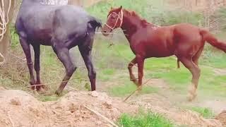 OHO#HorseMating Donkey   Donkeys Breeding   Animals Mating Compilation 2023 #donkeymeeting #donkey