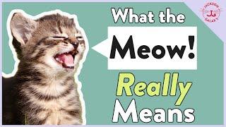 Cats Meowing Why They Meow & What it REALLY Means