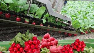 Amazing Modern Farming Radish Harvesting Machines Automatic Agricultural Technology Machines 2020