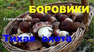 Боровики.Тихая охота.Удачно.Mushrooms