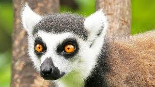 Endangered Lemurs of Madagascar Video series.