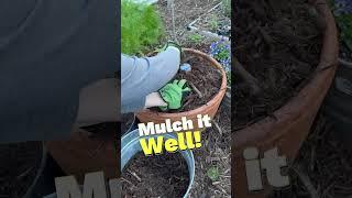 Planting Tomatoes in Containers #gardening #tomatoes