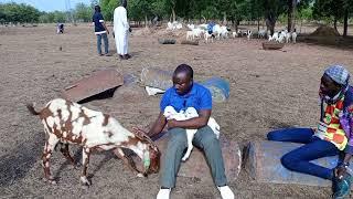 Lélevage des chèvres le meilleur moyen dépargne pour les jeunes en quête de capital