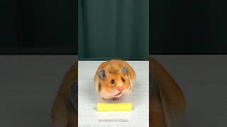 Greedy hamster eats cheese #shorts #giverofficial #hamster