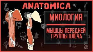 Мышцы верхней конечности  Бицепс плеча клювовидно-плечевая плечевая мышцы Миология