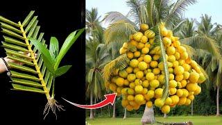 Unique Technique To Grafting Coconut Trees Growing Fast with Egg