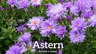 How to Say Astern in English?  How Does Astern Look?  What is Astern?