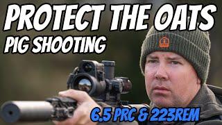 Clear the Oats  Pest Control Shooting Feral Pigs Goats & Foxes  223Rem 6.5PRC & Wedgetail Camper