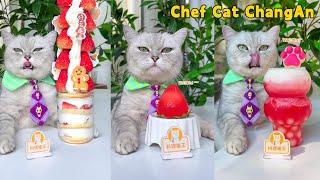 Chef Cats Super Long Food Collection Makes You Satisfying！  Cat Cooking Food  Cute And Funny Cat