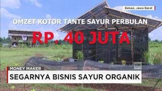 Money Maker - Segarnya Bisnis Sayuran Organik