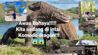 Melihat komodo secara langsung di Pulau Komodo Habitat asli #labuanbajo #komodo #pulaukomodo #ntt