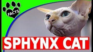 10 Fun Facts About Sphynx Cats Top 10 Wizard - Cats 101