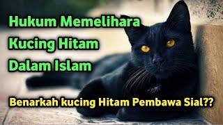 Hukum Memelihara Kucing Hitam Dalam Islam Bolehkah?