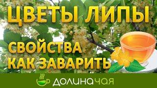 Липовый чай - польза и вред как заварить  Долина чая