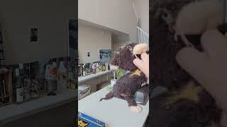Dogs have a favorite toys Part 3  #dog #doglover #dogvideos