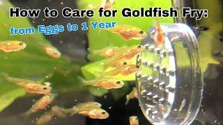 How to care for Goldfish Fry from Eggs to 1 Year