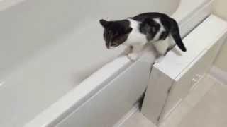 Cute kitten loves bath water