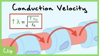 Myelin And Axon Diameter Effect On Action Potential Conduction Velocity Schwann Cells  Clip