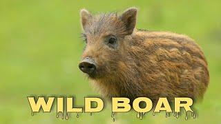 Wild boar sounds