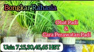 Petani Wajib Tau. Obat Padi & Cara Perawatan Padi Umur 7153045 & 65 HST.