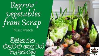 Regrow vegetables from scrap විසිකරන එළවළු කැබලි පැලකරමු Recycle vegetable scraps by gardening