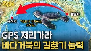 알 속에서 네비게이션을 달고 나오는 동물이 있다??