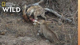 Hyena and Leopard Share a Meal—Before a Surprise Upsets Truce  Nat Geo Wild