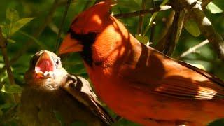 Northern cardinal baby bird call sounds & fed by parents