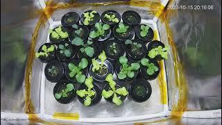 Time-lapse My first Attempt to Grow Hydroponic Lettuce and Kale