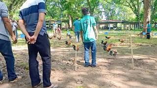 KOLEKSI AYAM HUTAN MERAH SUMATERA DAN BERUGO