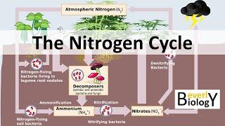 Nitrogen Cycle updated