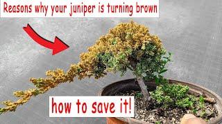 Juniper bonsai turning brown how to save it check if its still alive.