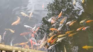 memberi makan ikan di kolam