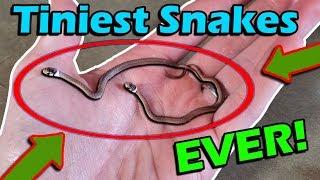 Unboxing the TINIEST Snakes Ever