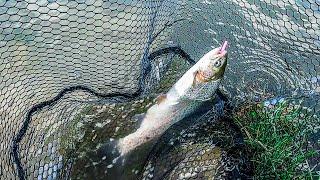 Trout Fishing Mammoth Lake Post Opener