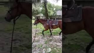 I rode my horses for the first time after having a baby and filmed it Check it out 