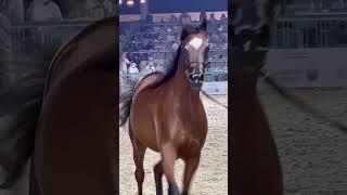 حفل افتتاح بطولة العالم لجمال الخيل العربية الأصيلة