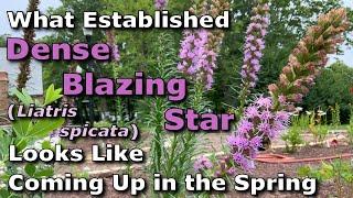 What Established Dense Blazing Star Liatris spicata Looks Like Coming Up in Springtime
