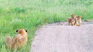 Heart-Warming Reunion Between Lost Cubs and Mother
