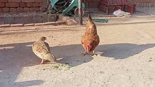 tetar vs murghy Irani tetar ki fight #birdslover #partridge #tetar