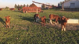 Maine Anjou 2021 calves