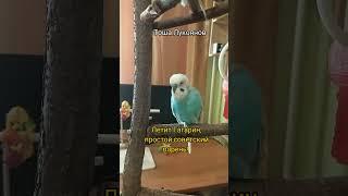Учим с Тошей стишок про Гагарина Говорящий попугай #попугай #birds